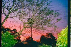 Sunset ^ jacaranda tree Dec.1995